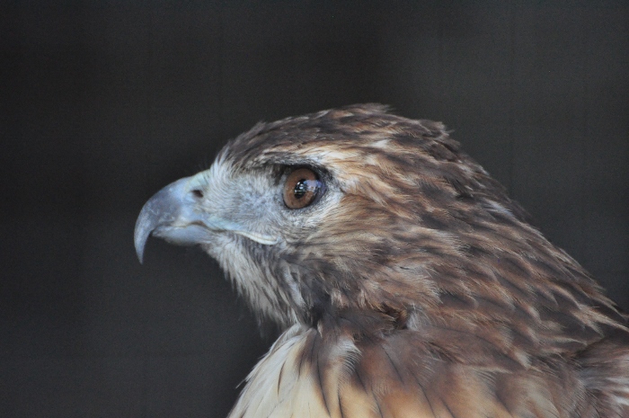 red-tailed hawk, closeup